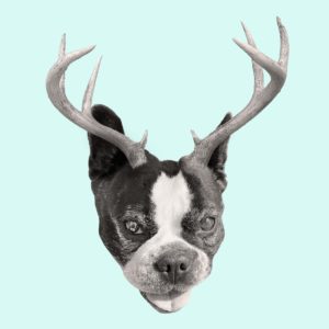 dog with deer antlers