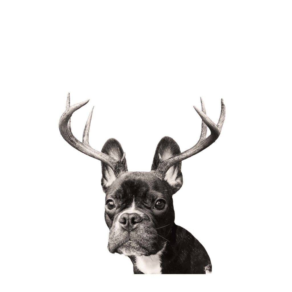 french terrier with deer antlers